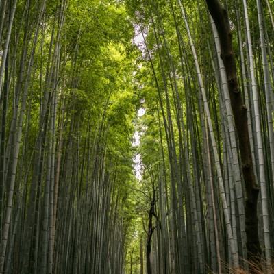 侠梦江湖游戏